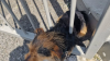 Dublin Fire Brigade rescue dog who became lodged in gate
