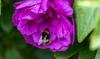 Irish Examiner view: It's in our interest to support bees