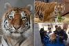 Tiger rescued from ‘worst roadside zoo in America’ finds new home in California