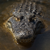 Three Florida Alligator Attacks in One Week Spark Summer Safety Warnings