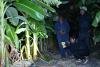 Govt ‘stepping up’ fight against farm crooks