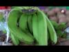 Market Bag: Bananas for $1,600 amid higher prices, fewer shoppers at Mandeville Market