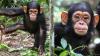 Infant chimp rescued from illegal pet trade in Republic of the Congo gets second chance