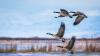 Migratory birds and crisis of ecological neglect