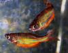 Senior Fishing Derby Returns to Walton Lake