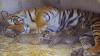 Three tiger cubs born in Kansas