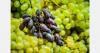 Lower production cuts Brazil's grape exports by 30%