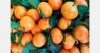 Peru exported 20% less citrus in the first 24 weeks of the year