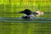 How 30 minutes can help one of Maine’s most iconic birds
