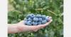 First Global High Chill Field + Forum on blueberries to be held in Oregon