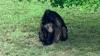 Mange cases on the rise among bears in Virginia, particularly in Roanoke region