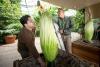 The keepers of the stink: Behind The Huntington’s corpse flower blooms, the work is personal