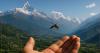 Mosquitoes Attracted to Certain Body Odors and Heat, Research Shows