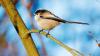 Gardeners urged to do key task in the heatwave garden birds now