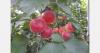 "Customers who come for strawberries and berries are now more likely to pick up some apricots as well"