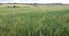Arable sector urged to adapt as challenges reshape future
