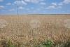 Global Wheat Market Remains Relatively Weak This Week, Sofia Commodity Exchange Says