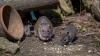 New York spent years fighting rodents. Now mice are evolving past poison, and rats are dodging traps