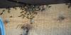 Anchorage beekeeper removes hive from home