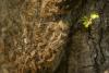 Scientists: “Hell larva” isn’t as dangerous as thought