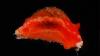 Viral World Cup star has species of SEA SLUG named after him following tournament heroics