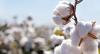 Turning Salt into Soil: A Pakistani Scientist’s Cotton Quest in China