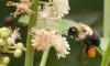 Delaware bloom shows how native plants can lure pollinators without flashy flowers