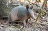 Armadillos have established breeding populations in Indiana, and they're pushing north and west