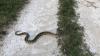 Florida maps show Burmese pythons pushing beyond the Everglades as Python Challenge begins