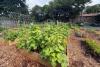 New Jersey gardeners planted a food pantry garden in May and have already harvested 113 pounds of produce