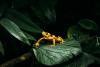 Explore the beauty of Panama’s wildlife and landscape with these stunning photos