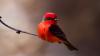 Southern US birders are watching fence lines for one brilliant red songbird
