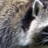 Distemper found in Idaho raccoon population