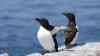 Razorbills may have bred on Maine's Eastern Egg Rock for first time as researchers discover chick