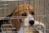 Wisconsin charges more than 40 people over viral beagle release at former research breeder