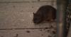 DC launches new rat control dashboard