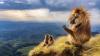 Beyond Safari: the rare wildlife making Ethiopia a photographer's dream