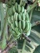 Tropical Gardening: All about bananas in Hawaii