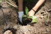 Nepal Plants 2,500 Saplings in Parbat as Part of Sagarmatha Tree Planting Campaign