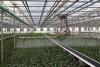 Rockwell Farms puts RoCo on global greenhouse map