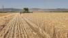 Tire particles may contaminate crops and enter food chain, Israeli study finds