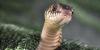 Why snakes matter: New research reveals their vital role beyond deadly bites