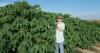 Jodi Scheffler pioneers cotton genetics research