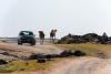 Oman warns content creators over wildlife filming in Dhofar