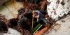Universities Evaluate the Potential of Coffee Mucilage to Prevent Colorectal Cancer
