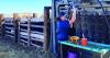 Montana representative, Senator propose legislation to help with vet shortage
