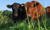 ‘It’s got to get worse before it gets better’: Beef’s very expensive — can consumers expect lower prices anytime soon?