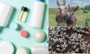 Is your collagen killing the planet? Inside the dark side of the wellness boom - including donkey skin powder sold on Amazon