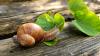 Maharashtra farmers face a new threat after the Sun sets: Snails