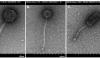 U.S. Navy microbiologist discovers 14 new viruses and gives them Texas names